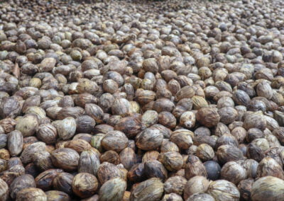 betel nut indonesia 10