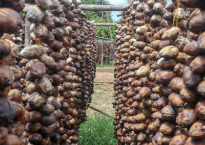 betel nut indonesia 11