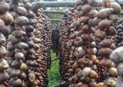 betel nut indonesia 12