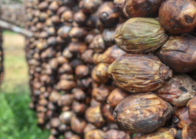 betel nut indonesia 14