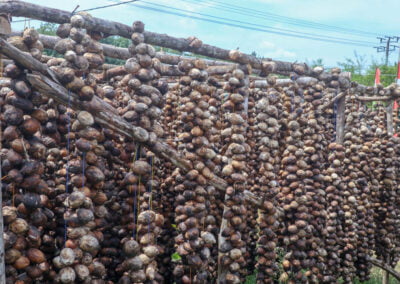 betel nut indonesia 16