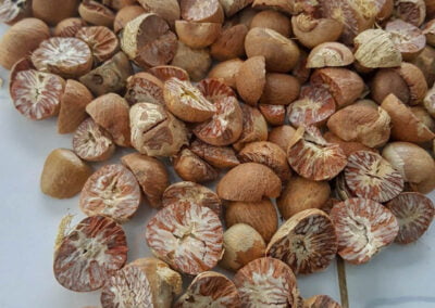 betelnut supplier