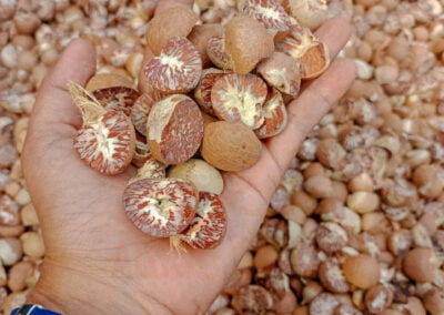 betel nut supplier