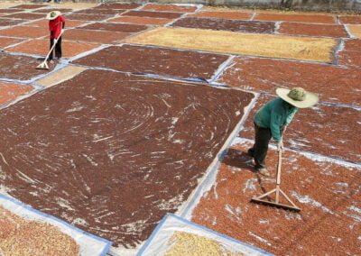 cloves exporter indonesia