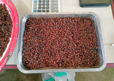 cloves supplier indonesia