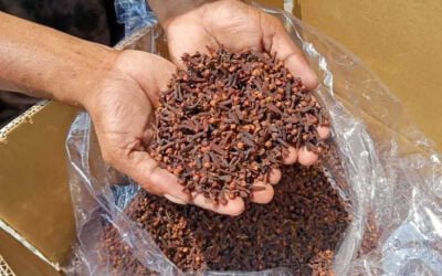 Cloves Market Around the World