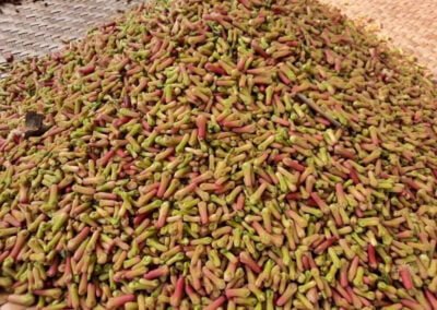 cloves indonesia 6
