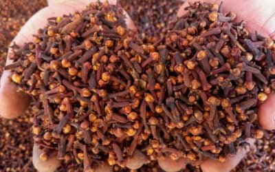 The Best Indonesian Cloves for Your Aromatic Kitchen