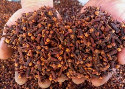 indonesian cloves