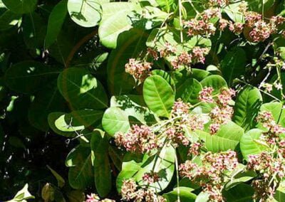 cloves supplier indonesia 10