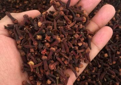 cloves supplier indonesia 12