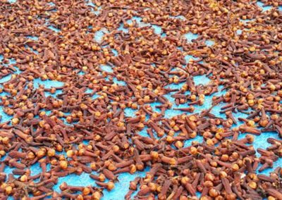 cloves supplier indonesia 6