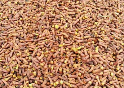 cloves supplier indonesia 8