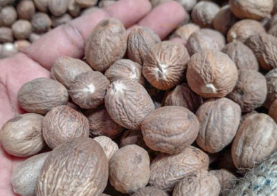 nutmeg supplier indonesia