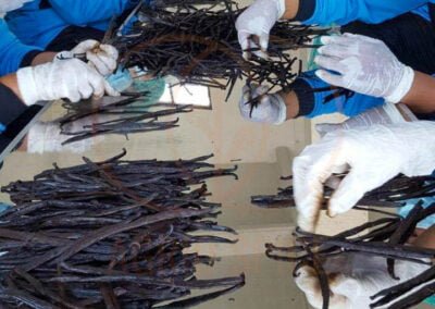 vanilla beans exporter indonesia 6