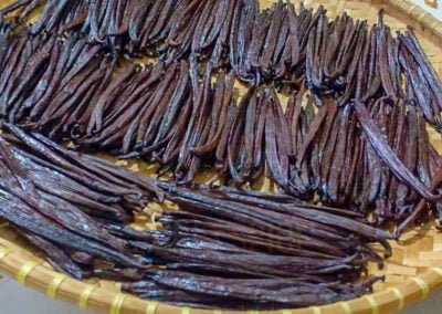 vanilla beans indonesia 16