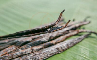 The Sweet and Aromatic Vanilla Beans of Indonesia