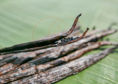 aromatic vanilla beans