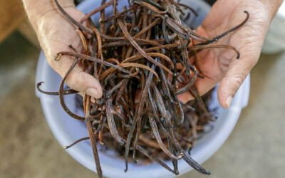 Vanilla Beans Price and Market Analysis August 2023