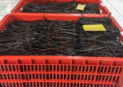 vanilla pods supplier indonesia