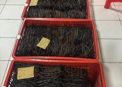 vanilla pods indonesia